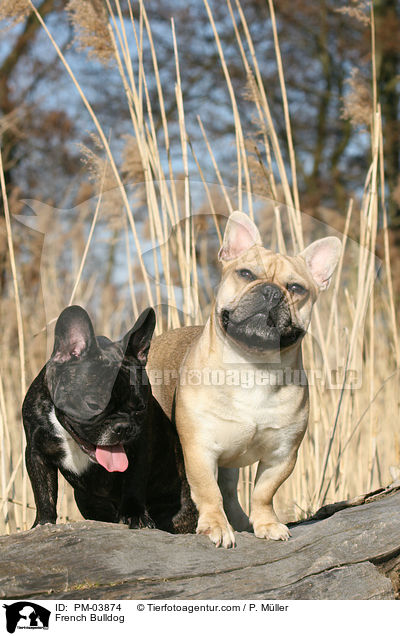 Franzsische Bulldogge / French Bulldog / PM-03874