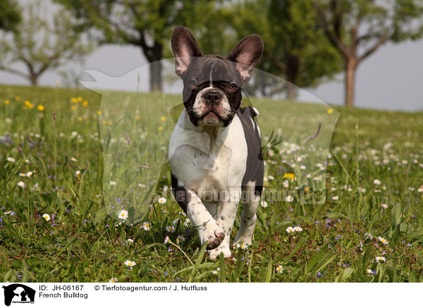 Franzsische Bulldogge / French Bulldog / JH-06167