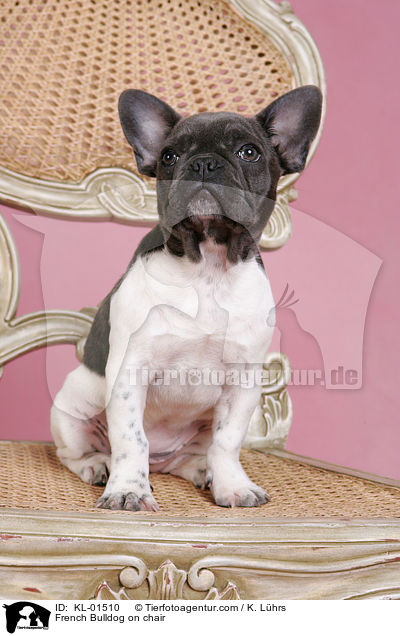 Franzsische Bulldogge auf Stuhl / French Bulldog on chair / KL-01510