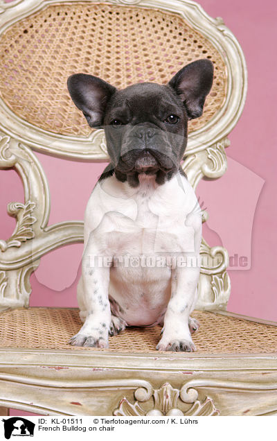 Franzsische Bulldogge auf Stuhl / French Bulldog on chair / KL-01511