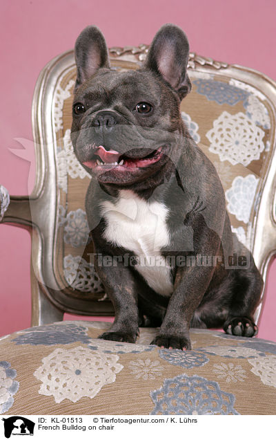 Franzsische Bulldogge auf Stuhl / French Bulldog on chair / KL-01513