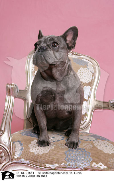 Franzsische Bulldogge auf Stuhl / French Bulldog on chair / KL-01514