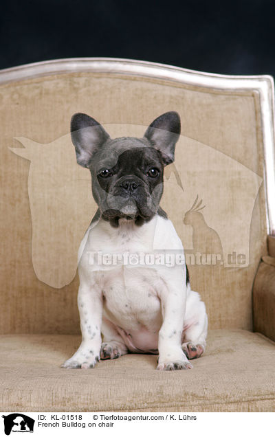 Franzsische Bulldogge auf Stuhl / French Bulldog on chair / KL-01518