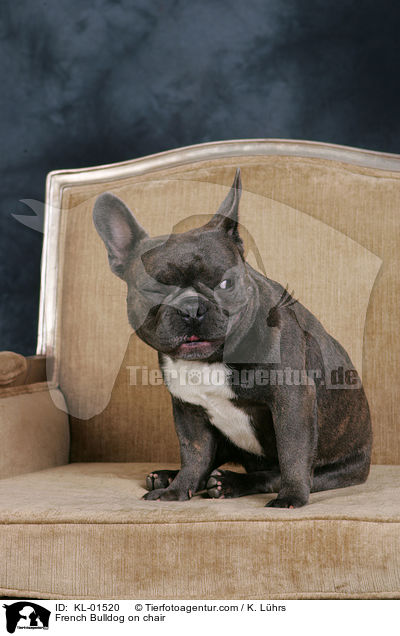 Franzsische Bulldogge auf Stuhl / French Bulldog on chair / KL-01520