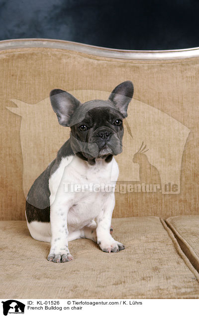 Franzsische Bulldogge auf Stuhl / French Bulldog on chair / KL-01526