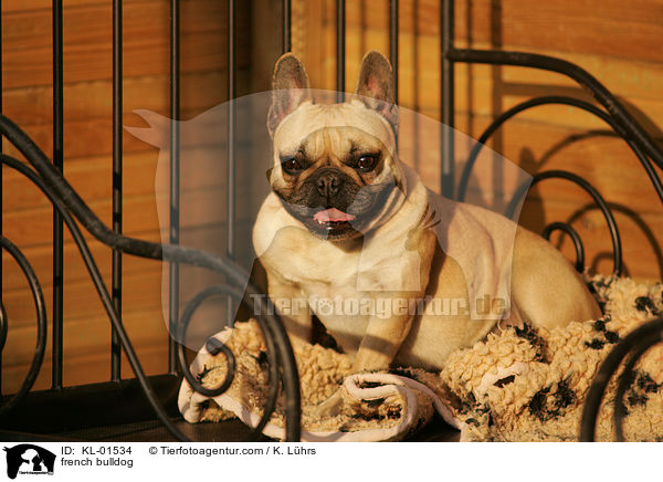 Franzsische Bulldogge / french bulldog / KL-01534