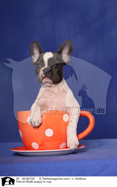 French Bulldog Welpe in Tasse / French Bulld puppy in cup / JH-06720