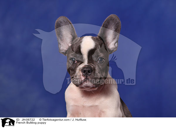 Franzsische Bulldogge Welpe / French Bulldog puppy / JH-06722