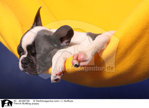 Franzsische Bulldogge Welpe / French Bulldog puppy / JH-06739