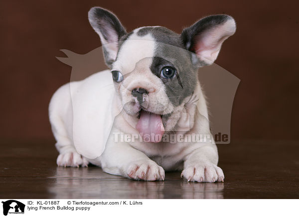 liegender Franzsische Bulldoggen Welpe / lying French Bulldog puppy / KL-01887