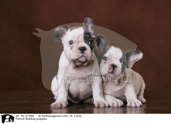Franzsische Bulldoggen Welpen / French Bulldog puppies / KL-01890
