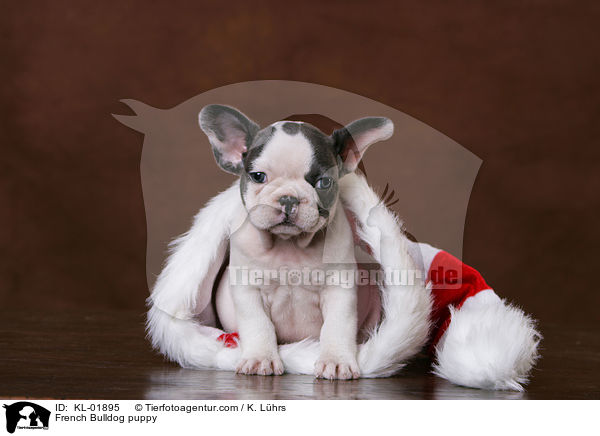 Franzsische Bulldogge Welpe / French Bulldog puppy / KL-01895