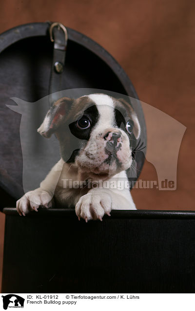 Franzsische Bulldoggen Welpe / French Bulldog puppy / KL-01912