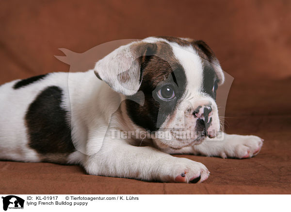 liegender Franzsische Bulldoggen Welpe / lying French Bulldog puppy / KL-01917
