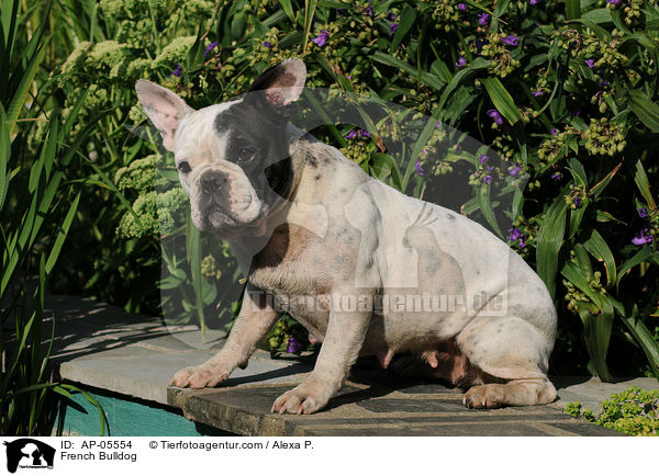 Franzsische Bulldogge / French Bulldog / AP-05554