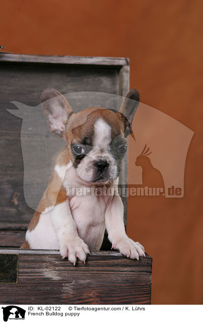 Franzsische Bulldogge Welpe / French Bulldog puppy / KL-02122