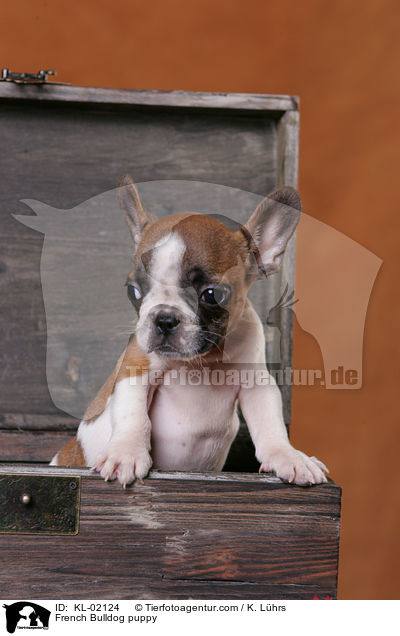 Franzsische Bulldogge Welpe / French Bulldog puppy / KL-02124