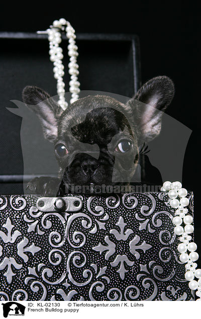 Franzsische Bulldogge Welpe / French Bulldog puppy / KL-02130