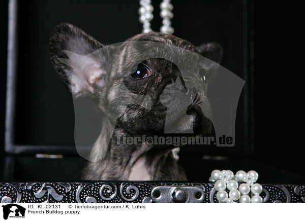Franzsische Bulldogge Welpe / French Bulldog puppy / KL-02131