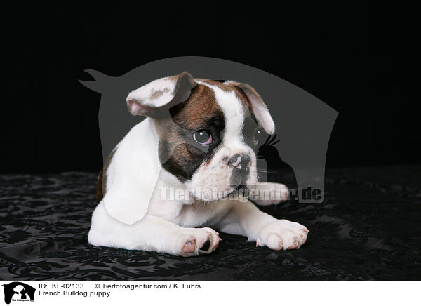 Franzsische Bulldogge Welpe / French Bulldog puppy / KL-02133