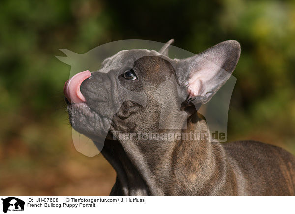 Franzsische Bulldogge Welpe Portrait / French Bulldog Puppy Portrait / JH-07608
