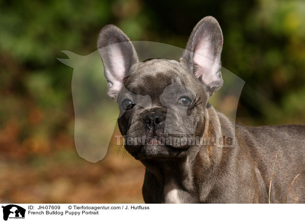 Franzsische Bulldogge Welpe Portrait / French Bulldog Puppy Portrait / JH-07609