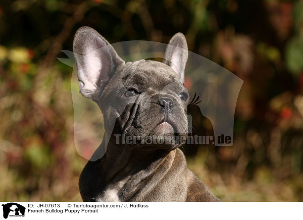 Franzsische Bulldogge Welpe Portrait / French Bulldog Puppy Portrait / JH-07613