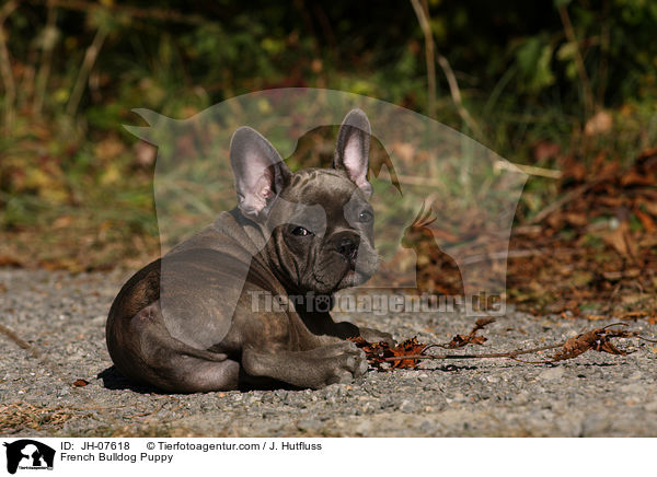 Franzsische Bulldogge Welpe / French Bulldog Puppy / JH-07618