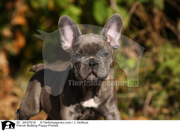Franzsische Bulldogge Welpe Portrait / French Bulldog Puppy Portrait / JH-07619