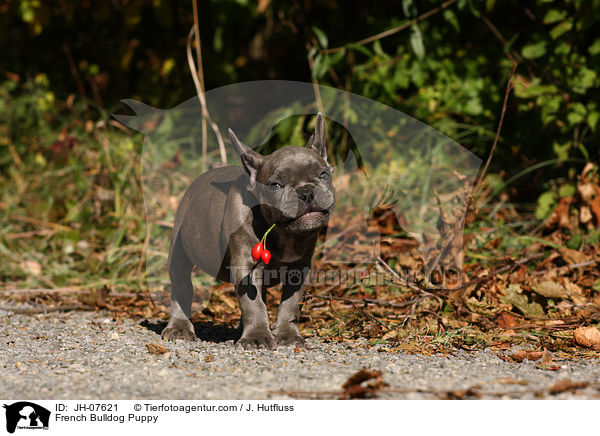 Franzsische Bulldogge Welpe / French Bulldog Puppy / JH-07621