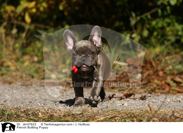 French Bulldog Puppy / JH-07623