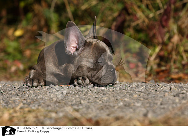 Franzsische Bulldogge Welpe / French Bulldog Puppy / JH-07627