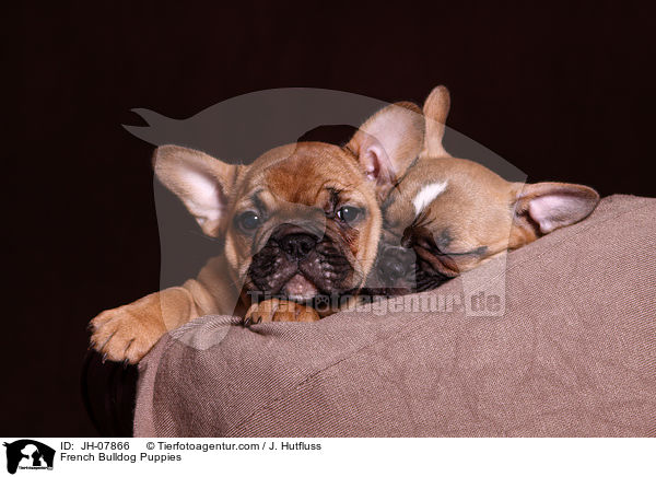 Franzsische Bulldogge Welpen / French Bulldog Puppies / JH-07866