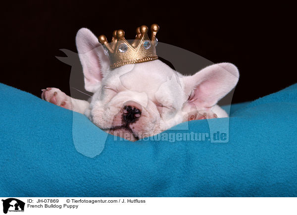 Franzsische Bulldogge Welpe / French Bulldog Puppy / JH-07869