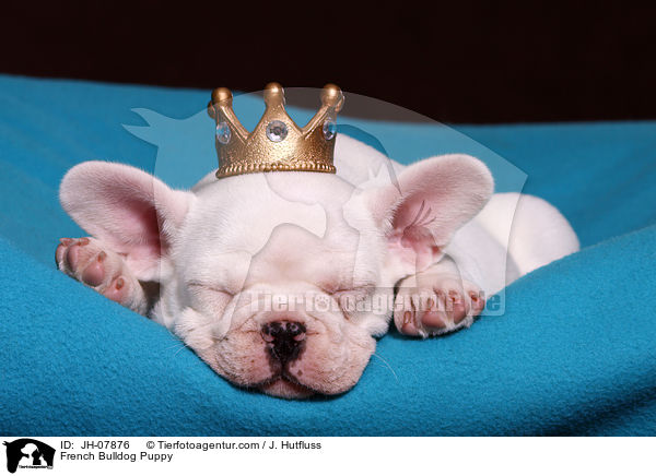 Franzsische Bulldogge Welpe / French Bulldog Puppy / JH-07876