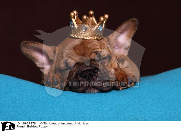 Franzsische Bulldogge Welpe / French Bulldog Puppy / JH-07878