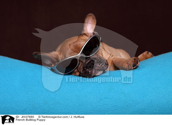 Franzsische Bulldogge Welpe / French Bulldog Puppy / JH-07880