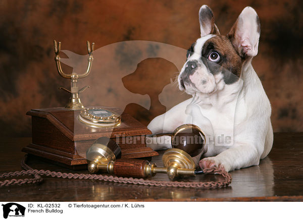 Franzsische Bulldogge / French Bulldog / KL-02532