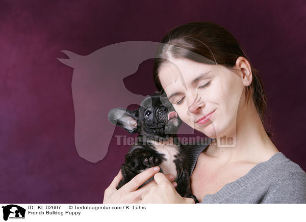 Franzsische Bulldogge Welpe / French Bulldog Puppy / KL-02607