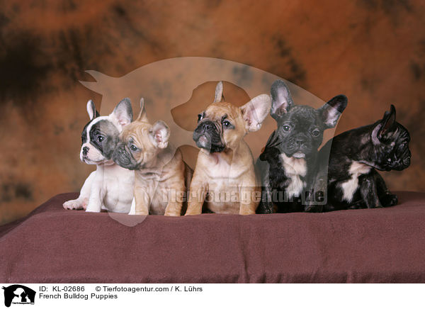 Franzsische Bulldoggen Welpen / French Bulldog Puppies / KL-02686