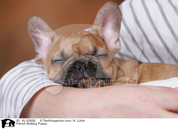 Franzsische Bulldogge Welpe / French Bulldog Puppy / KL-02692