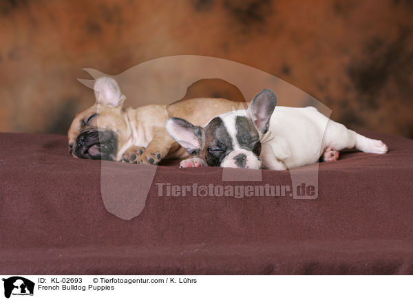 Franzsische Bulldoggen Welpen / French Bulldog Puppies / KL-02693