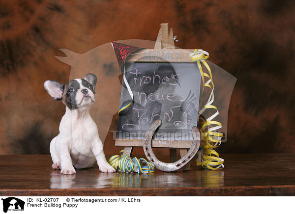 Franzsische Bulldogge Welpe / French Bulldog Puppy / KL-02707