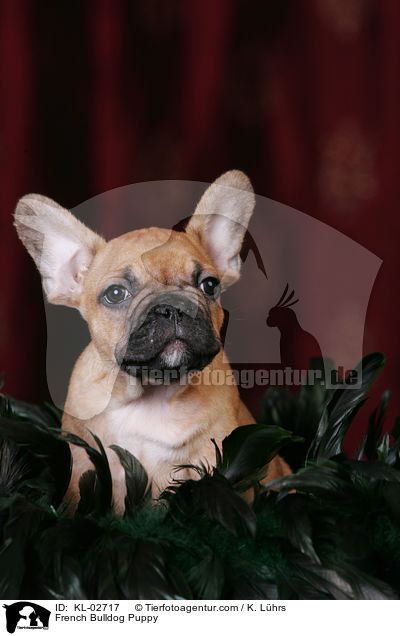 Franzsische Bulldogge Welpe / French Bulldog Puppy / KL-02717