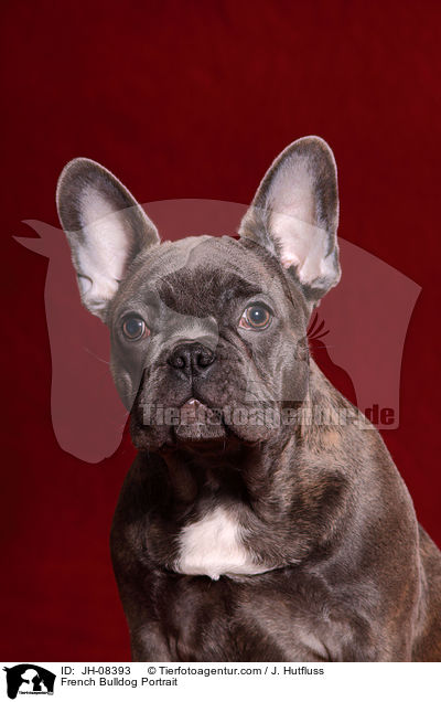 Franzsische Bulldogge Portrait / French Bulldog Portrait / JH-08393