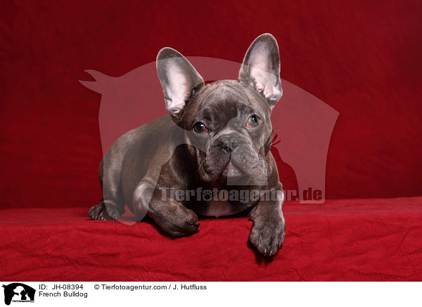 Franzsische Bulldogge / French Bulldog / JH-08394