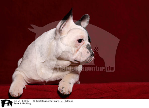 Franzsische Bulldogge / French Bulldog / JH-08397