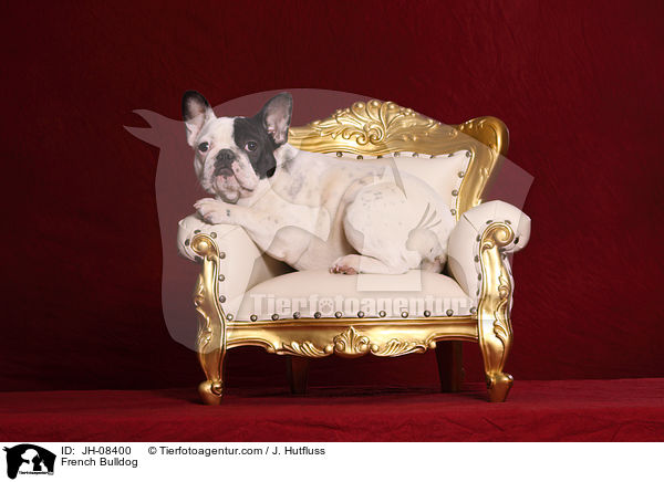 Franzsische Bulldogge / French Bulldog / JH-08400