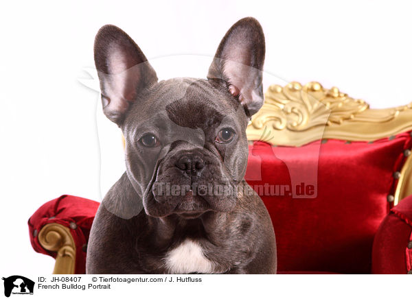 Franzsische Bulldogge Portrait / French Bulldog Portrait / JH-08407