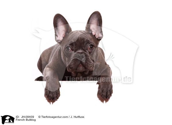 Franzsische Bulldogge / French Bulldog / JH-08409